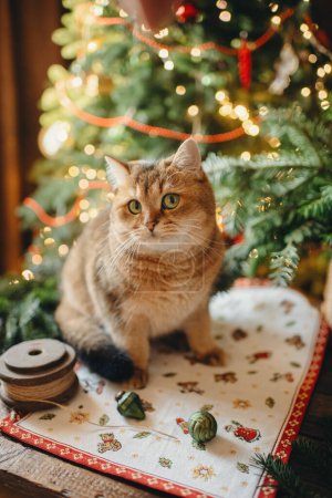 Téléchargez les photos : Chat roux pour animaux dans une ambiance festive de Noël, intérieur de Noël - en image libre de droit