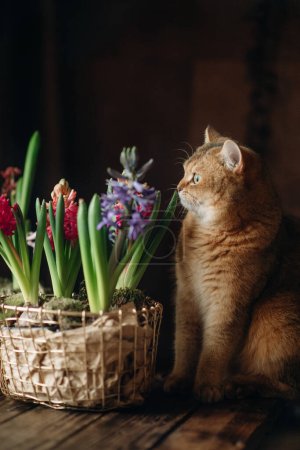 Foto de Home cute ginger cat with green eyes on a dark background sniffs flowers on a wooden table - Imagen libre de derechos