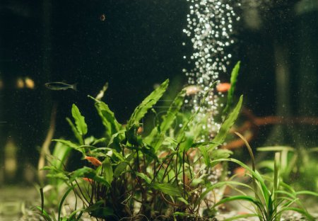 Téléchargez les photos : Aquarium de nuit avec poissons et algues, passe-temps, décor d'aquarium - en image libre de droit
