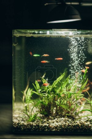 Aquarium de nuit avec poissons et algues, passe-temps, décor d'aquarium