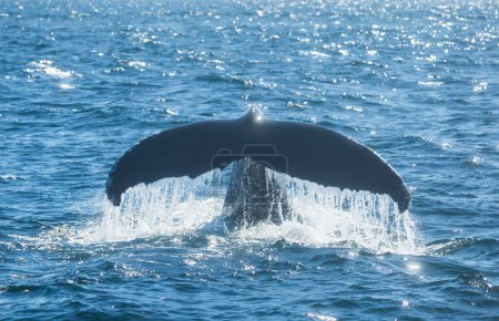 Foto de Vista posterior de la cola de ballena jorobada de buceo por encima de la superficie del agua primer plano con goteo de agua - Imagen libre de derechos