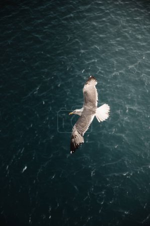 Photo for Seagull on the high seas - Royalty Free Image