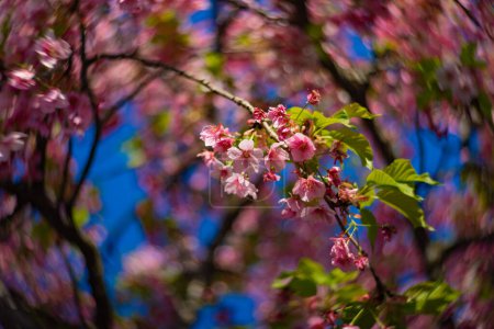 Kawazu cherry blossoms swirly blur in spring season close up. High quality photo. Koto district Kiba Tokyo Japan 03.14.2023