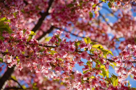 Les cerisiers Kawazu fleurissent au printemps. Photo de haute qualité. Koto district Kiba Tokyo Japon 03.14.2023