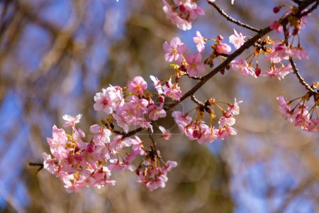 Kawazu fleurs de cerisier derrière ciel bleu ensoleillé jour proche. Photo de haute qualité. Suginami district Tokyo Japon 02.28.2023