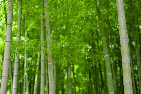 Green bamboo leaves in Japanese forest in spring sunny day. High quality photo. Itabashi district Daimon Tokyo Japan 06.07.2023 This park is called Takenoko park.
