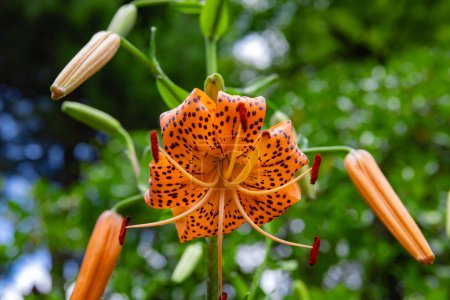 Photo for A tiger lily with spotted petals on green background at the forest sunny day close up. High quality photo. Kokubunji district Tokyo Japan 07.04.2023 - Royalty Free Image