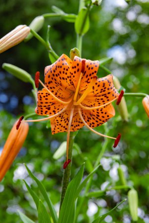 Photo for A tiger lily with spotted petals on green background at the forest sunny day close up. High quality photo. Kokubunji district Tokyo Japan 07.04.2023 - Royalty Free Image