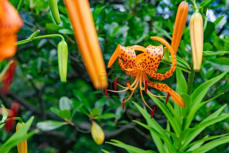 Photo for A tiger lily with spotted petals on green background at the forest sunny day. High quality photo. Kokubunji district Tokyo Japan 07.04.2023 - Royalty Free Image