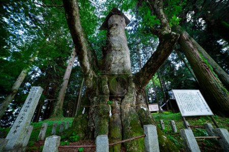 Photo for A Japanese zelkova tree in front of the shrine at the countryside. High quality photo. A Japanese zelkova tree in front of the shrine at the countryside - Royalty Free Image