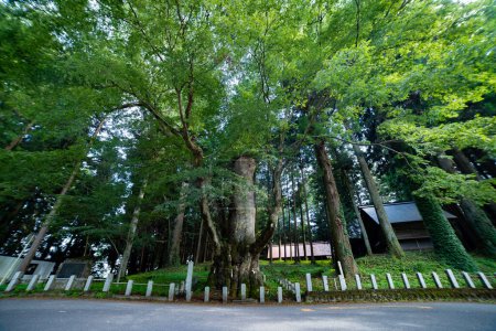 Photo for A Japanese zelkova tree in front of the shrine at the countryside wide shot. High quality photo. Agatsuma district Nakanojo Gunma Japan 07.18.2023 It is a big tree in front of the shrine in Gunma. - Royalty Free Image