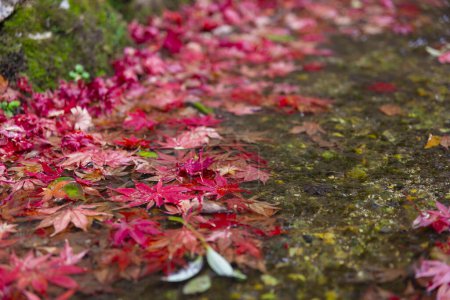 Téléchargez les photos : Empilés feuilles rouges dans la gouttière étroite à l'automne de près. Photo de haute qualité. Sakyo ku Kyoto Japon 12.01.2023. C'est feuilles rouges dans la zone traditionnelle japonaise en automne. - en image libre de droit