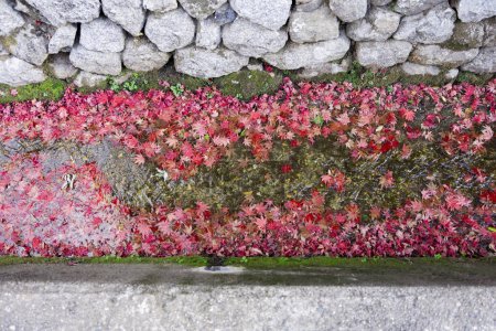 Téléchargez les photos : Empilés feuilles rouges dans la gouttière étroite en automne. Photo de haute qualité. Sakyo ku Kyoto Japon 12.01.2023. C'est feuilles rouges dans la zone traditionnelle japonaise en automne. - en image libre de droit