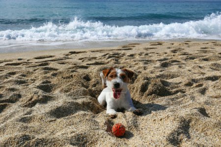 Funny looking jack russell terrier puppy playing with rubber ball at the beach. Adorable broken coated doggy with a chew toy by the sea. Copy space, background.