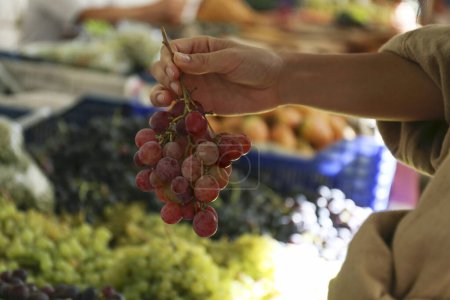 Cropped shot of a young woman picking fresh grapes on farmers market. Shopping for organic local produce fruits. Close up, copy space, background.