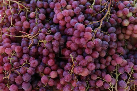 Heap of freshly picked red grapes. Patterns of grapes. Close up, copy space, background, top view.