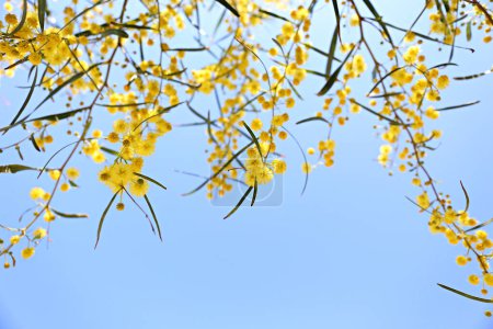 Foto de Primer plano de hermosas flores de mimosa sobre el fondo azul claro del cielo. Fondo, primer plano, espacio de copia, recorte. - Imagen libre de derechos