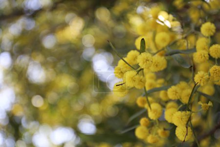 Foto de Primer plano de hermosas flores de árboles de mimosa. Ramas llenas de flores amarillas. Fondo, primer plano, espacio de copia, recorte. - Imagen libre de derechos