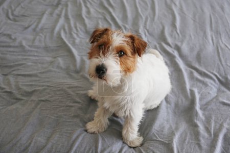 Super cute wire haired Jack Russel terrier puppy on a bed with gray linens. Close up, copy space, background.