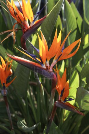 Foto de Hermosa y colorida flor pájaro del paraíso con pétalos brillantes y grandes hojas verdes. Primer plano, fondo, espacio de copia - Imagen libre de derechos