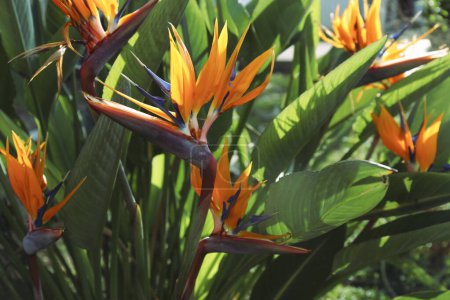 Foto de Hermosa y colorida flor de pájaro del paraíso con grandes hojas verdes. Primer plano, fondo, espacio de copia - Imagen libre de derechos