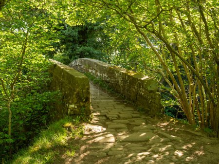 Téléchargez les photos : Un ancien pont à cheval enjambe la rivière Washburn dans le parc Dobb dans le Yorkshire du Nord. Le pont est étroit et couvert de végétation. C'est un matin de printemps ensoleillé - en image libre de droit