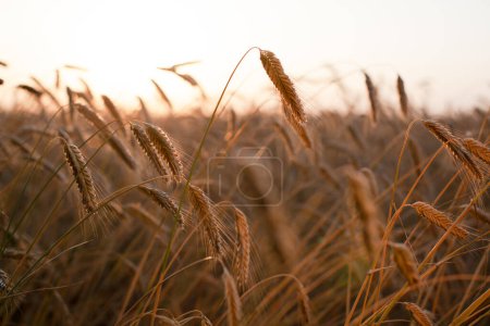 Photo for Field ripening wheat at sunset, beautiful natural landscape with sunlight. Agriculture and harvest - Royalty Free Image