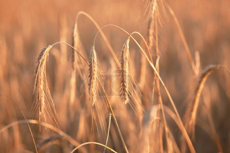 Photo for Field ripening wheat at sunset, beautiful natural landscape with sunlight. Agriculture and harvest - Royalty Free Image