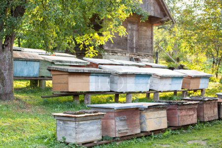 Photo for Apiary. Beehives on the meadow at the - Royalty Free Image