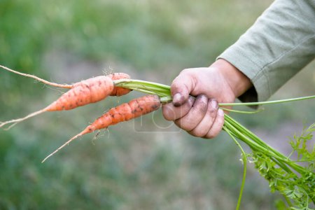 Photo for Carrots with leaves in a childs hand. Harvest concept, gardening - Royalty Free Image