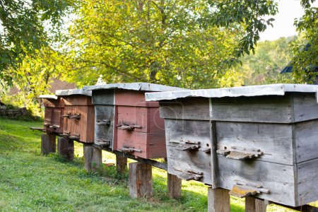 Apiary. Beehives on the meadow at the yard. Apiculture