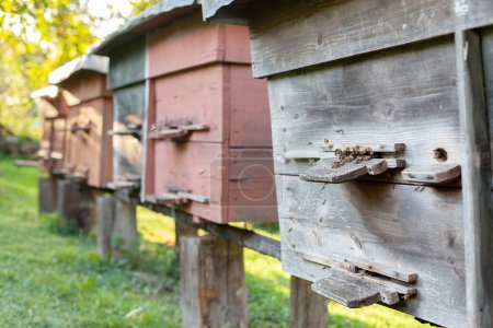 Apiary. Beehives on the meadow at the yard. Apiculture