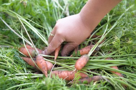 Photo for Carrots with leaves in a child's hand. Harvest concept, gardening - Royalty Free Image