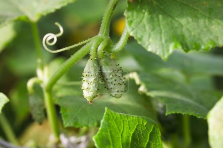 Growing cucumbers in the farm. Green plant in the garden
