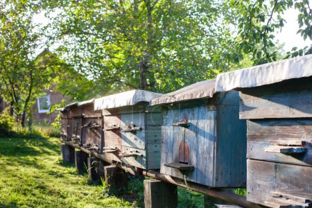 Photo for Apiary. Beehives on the meadow at the yard. Apiculture - Royalty Free Image