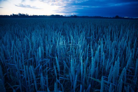 Téléchargez les photos : Golden Sunrise Harvest : les champs de céréales abondants de l'été en Europe du Nord - en image libre de droit