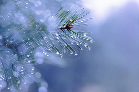 Téléchargez les photos : Les joyaux de la nature embrassés par la pluie : Glistening Pine Needles au début du printemps en Europe du Nord - en image libre de droit