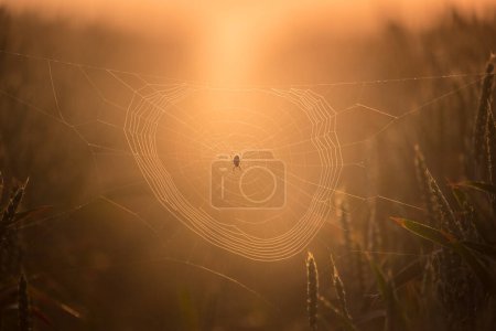 Photo for Silken Intricacies: Spider Weaving Nature's Web in the Meadow in Northern Europe - Royalty Free Image