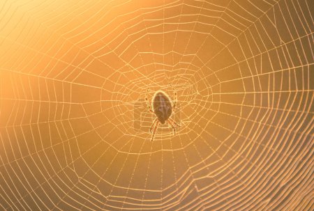 Photo for Silken Intricacies: Spider Weaving Nature's Web in the Meadow in Northern Europe - Royalty Free Image