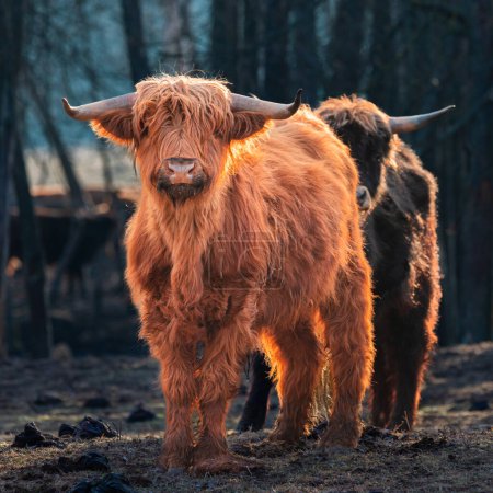 Téléchargez les photos : La beauté sauvage libérée : Portrait majestueux d'une vache brune à fourrure au début du printemps en Europe du Nord - en image libre de droit