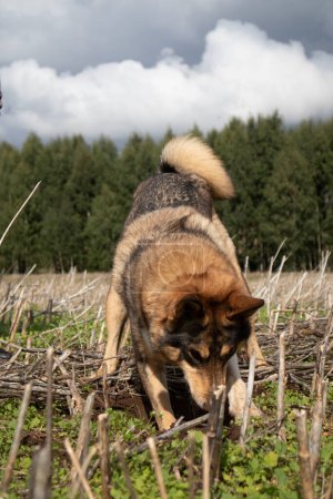 Photo for Unleashed Instincts: Hunting Dog Unearthing Treasures in the Field in Northern Europe - Royalty Free Image