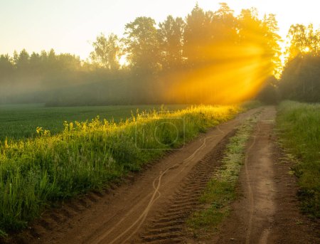 Téléchargez les photos : Golden Pathways : La route de gravier sereine sous le soleil d'été en Europe du Nord - en image libre de droit
