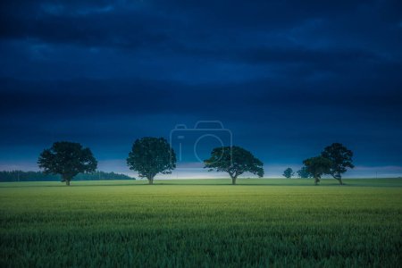 Photo for Harmony of Seasons: Majestic Oak Rising Amidst Summer's Golden Wheat Field in Northern Europe - Royalty Free Image