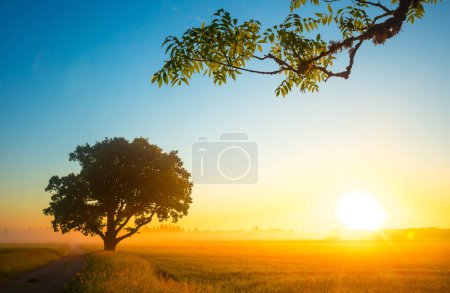Téléchargez les photos : Golden Sunrise : Champ de blé serein à la campagne dans le nord de l'Europe - en image libre de droit