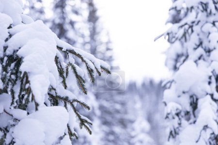 Téléchargez les photos : Pays des merveilles hivernales suédoises : une nature sauvage enneigée ensoleillée avec des sapins majestueux en Europe du Nord - en image libre de droit