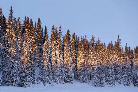Nordic Dawn: Snowy Wilderness Landscape in Sweden Glowing Under Sunrise in Northern Europe