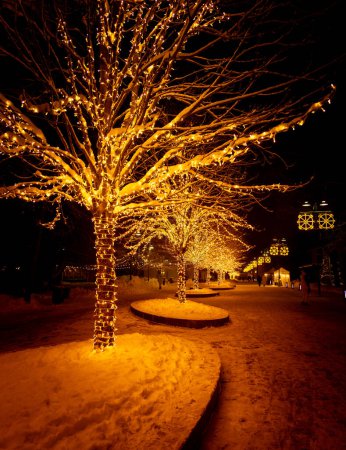 A beautiful winter scenery of led iluminated trees in the town streets in Latvia. Festive winter decorations in Northern Europe.