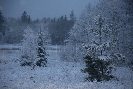 Beautiful forest landscape with snowy trees in overcast day. Winter scenery of Northern Europe.
