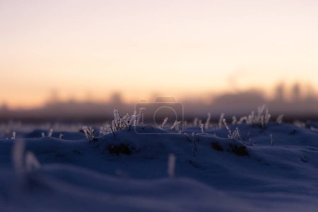 Beautiful winter sunrise scenery of frozen grass with ice crystals. Colorful seasonal scene of early winter in Northern Europe.