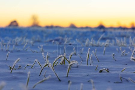 Beautiful winter sunrise scenery of frozen grass with ice crystals. Colorful seasonal scene of early winter in Northern Europe.